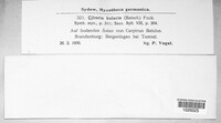 Rutstroemia bolaris image